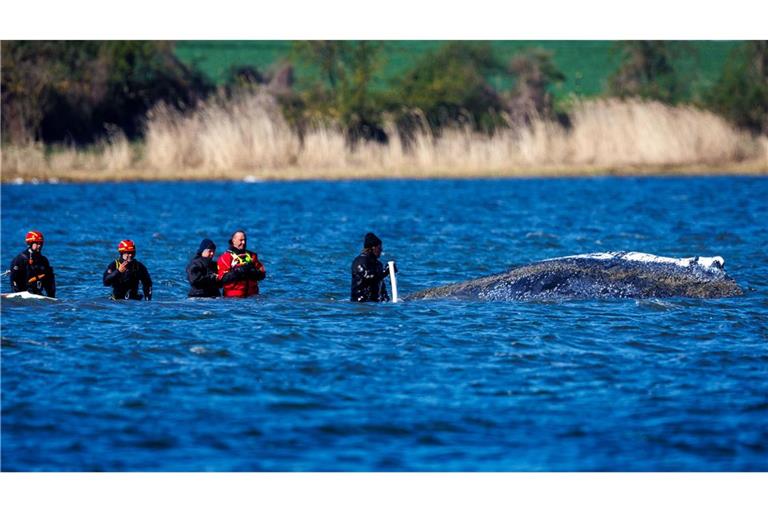 Ein mehrköpfiges Team war direkt beim Wal im Einsatz.