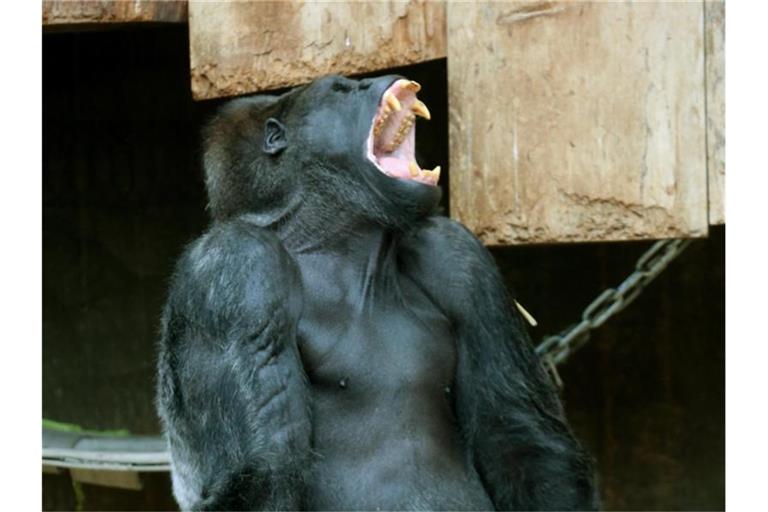 Ein Menschenaffe im Krefelder Zoo. Foto: Roland Weihrauch/dpa/Archivbild
