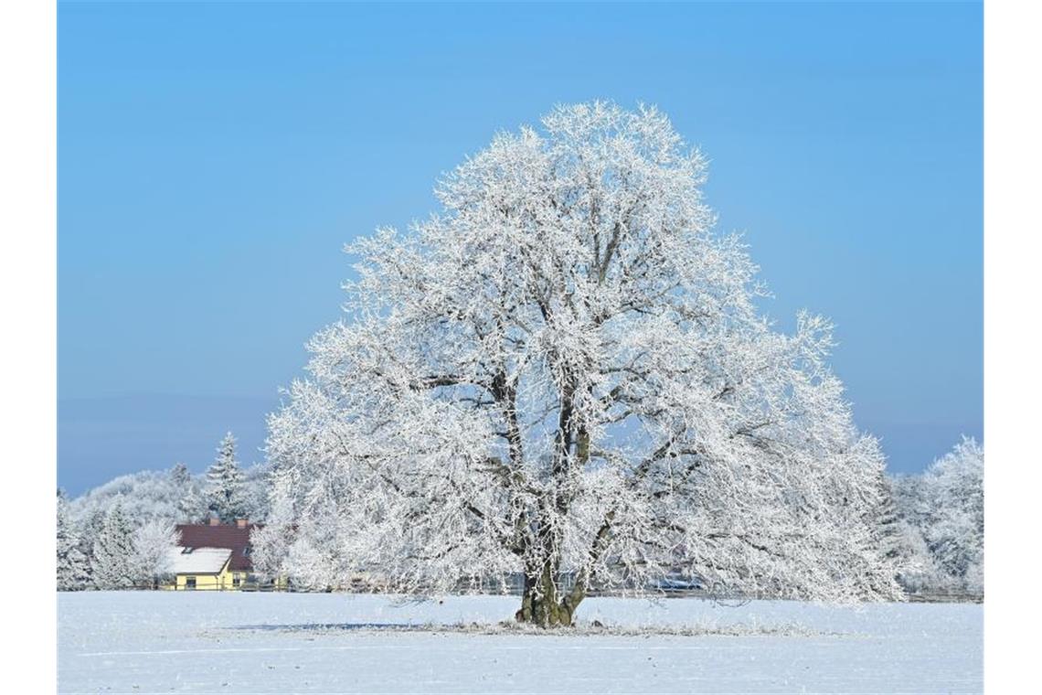 Zweigeteilt: Schnee im Norden, Hochwasser im Süden Ein mit Raureif überzogener Baum auf einem schneebedeckten Feld in Brandenburg. Foto: Patrick Pleul/dpa-Zentralbild/dpa