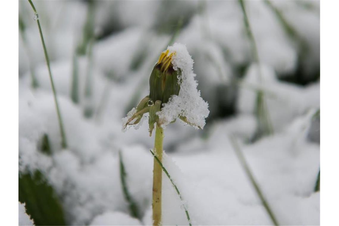 Es bleibt kalt in Baden-Württemberg Ein mit Schnee bedeckter Löwenzahn steht auf einer schneebedeckten Weide bei Degenfeld (Baden-Württemberg). Foto: Jan-Philipp Strobel/dpa/Archivbild