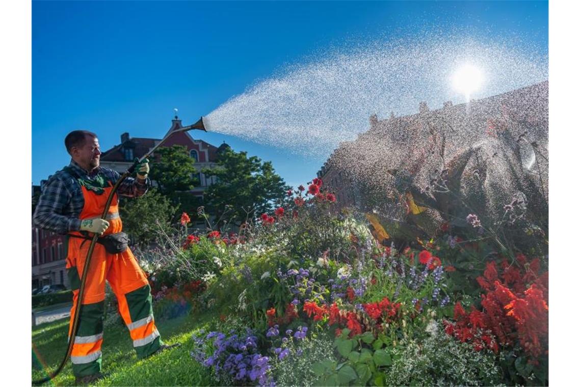 Ein Mitarbeiter der Stadt gießt in den Morgenstunden die Blumenbeete am Gärtnerplatz in München. Foto: Peter Kneffel