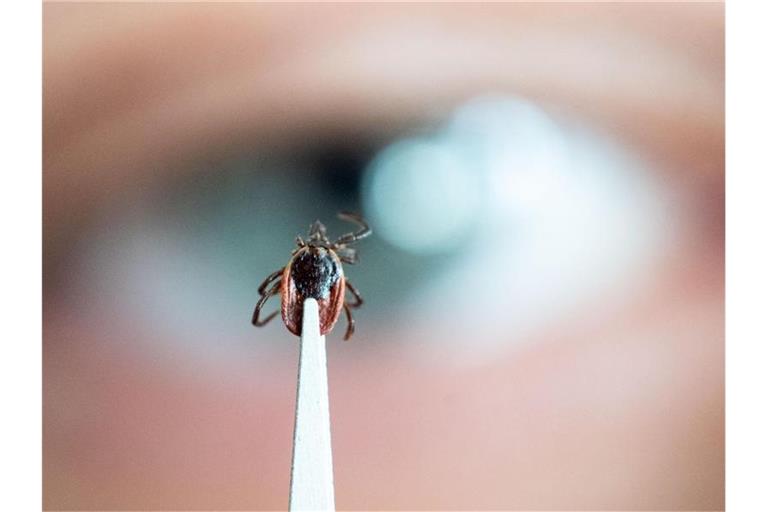 Ein Mitarbeiter des Instituts für Zoologie der Universität Hohenheim zeigt einen toten weiblichen Holzbock (Ixodes Ricinus). Foto: Marijan Murat/dpa