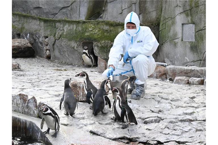 Ein Mitarbeiter des Karlsruher Zoo füttert in einem Schutzanzug Pinguine. Foto: Uli Deck/dpa/Archivbild