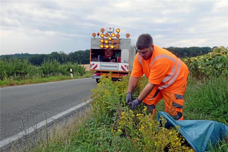 Ein Mitarbeiter vom Straßenbetriebsdienst des Rems-Murr-Kreises entfernt händisch Jakobskreuzkraut am Straßenrand. Foto: RMK