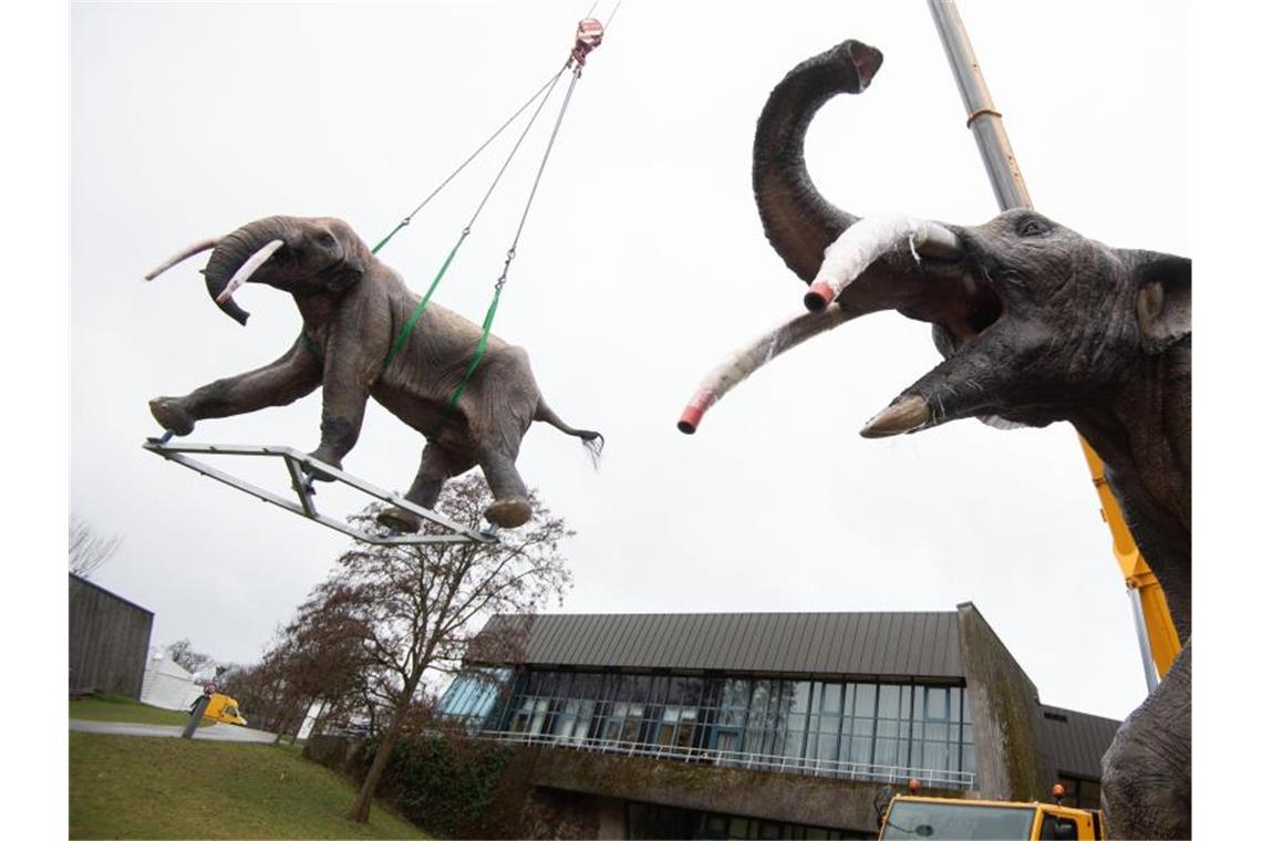 Ein Modell eines Urzeitelefanten (Gomphotherien) hängt an einem Kran. Foto: Marijan Murat/dpa