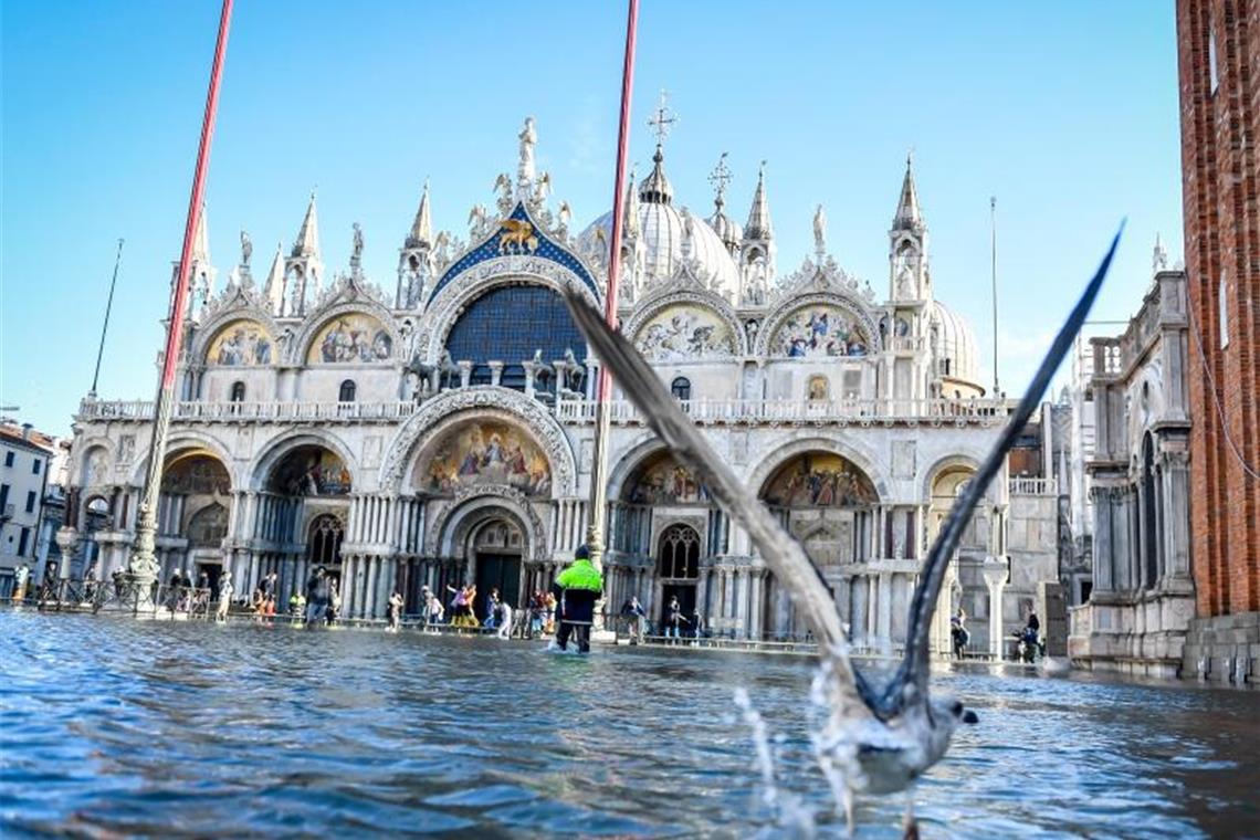 Venedig kämpft gegen neue Fluten - Schäden am Markusdom Ein Möwe steigt aus dem Hochwasser vor dem Markusdom auf dem Markusplatz auf. Foto: Claudio Furlan/LaPresse via ZUMA Press/dpa