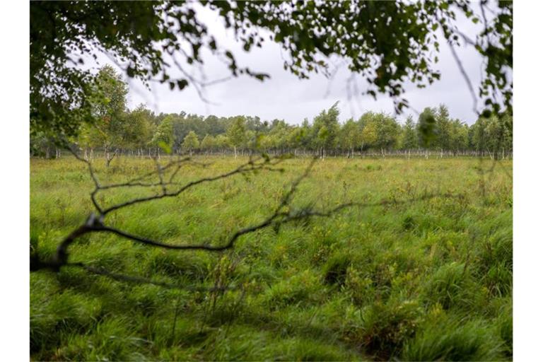 Ein Moor in Schleswig-Holstein. Foto: Jonas Walzberg/dpa