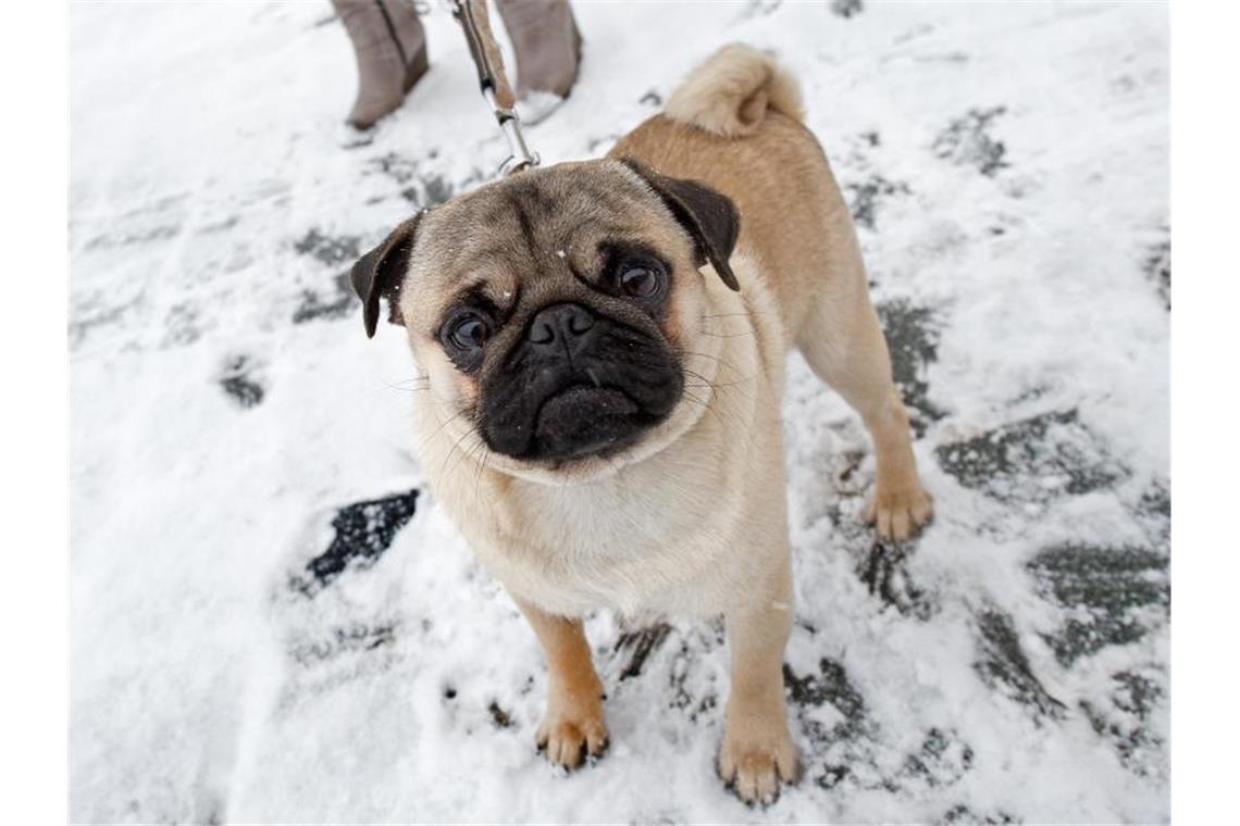Die meisten Hunderassen leiden unter massiver Inzucht Ein Mops beim Spaziergang im Schnee. Foto: Arno Burgi/dpa-Zentralbild/dpa