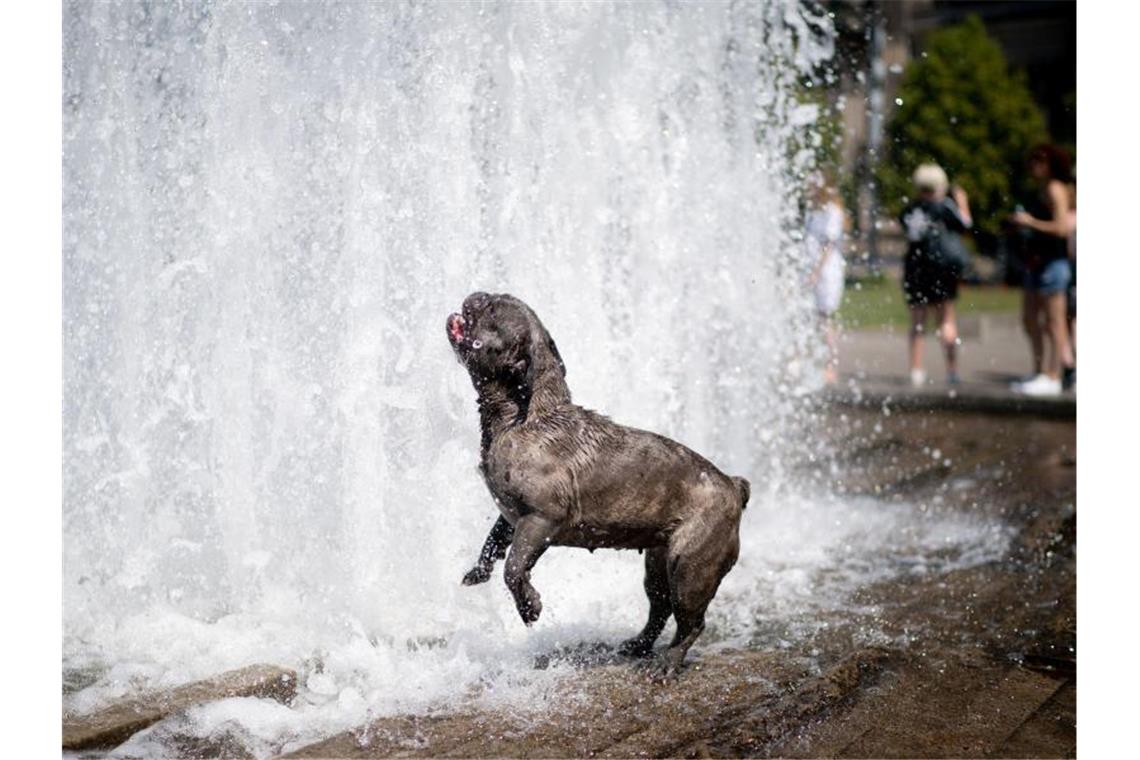 Deutschland schwitzt und schwitzt - Juni-Rekord gebrochen Ein Mops erfrischt sich bei heißen Temperaturen in einem Springbrunnen im Berliner Lustgarten. Foto: Kay Nietfeld