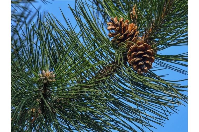 Ein Nachbarschaftsstreit um einen nadelnden Baum an der Grundstücksgrenze beschäftigt den Bundesgerichtshof. Foto: Patrick Pleul/dpa-Zentralbild/dpa
