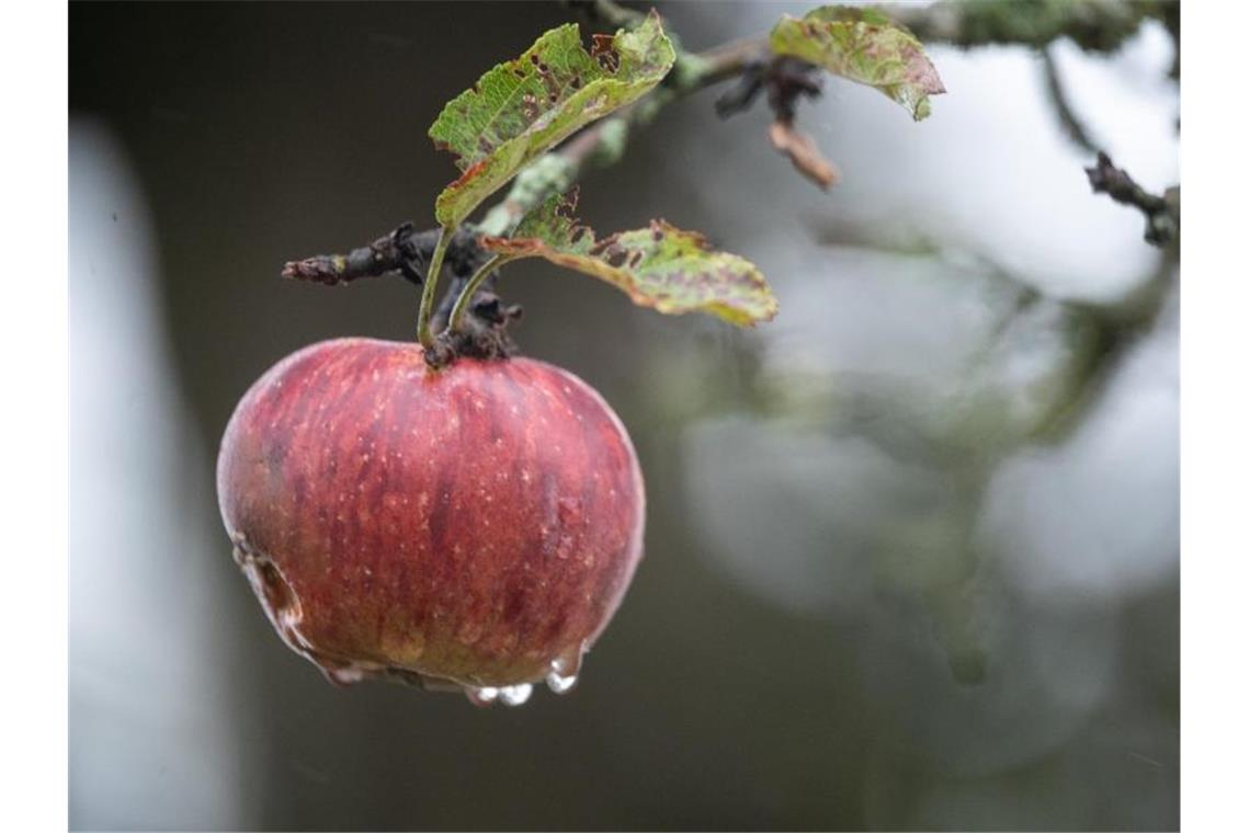 Ein nasser Apfel hängt auf einer Streuobstwiese an einem Baum. Foto: Sebastian Gollnow/dpa/Symbolbild
