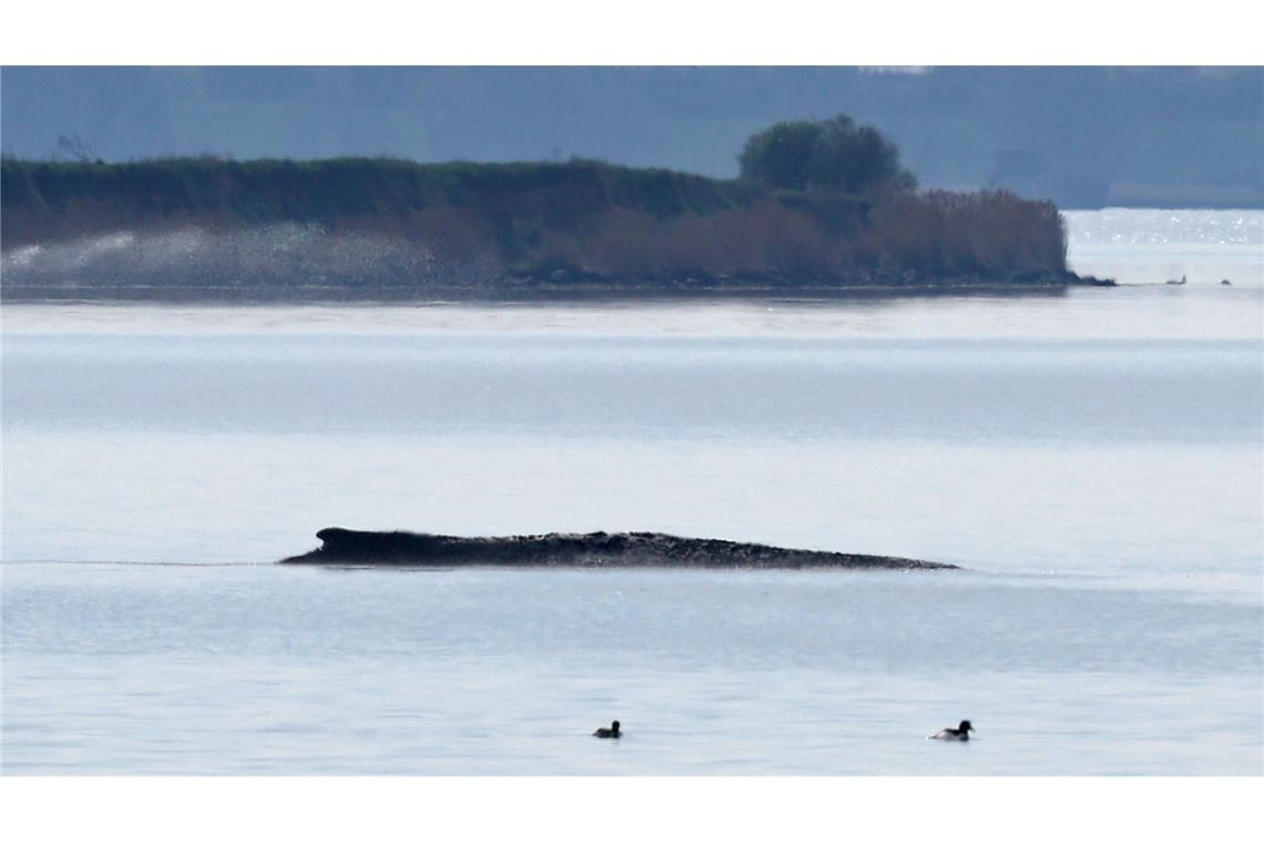 Ein neuer Rettungsversuch ist geplant.