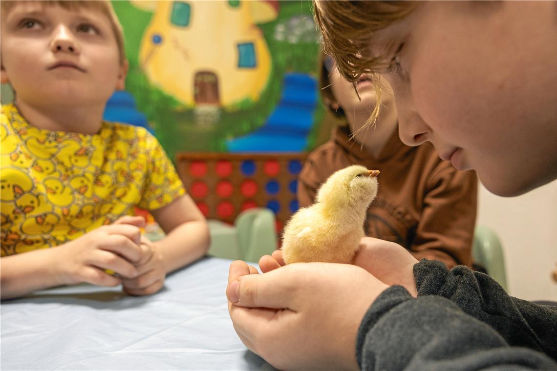 Das große Schlüpfen in der ZWR Backnang Ein neues Leben in der Hand zu halten, das ist eine Erfahrung, die allen Kindern guttut. Zumal wenn es so flauschig ist wie im Fall der frisch geschlüpften Küken. Fotos: Alexander Becher