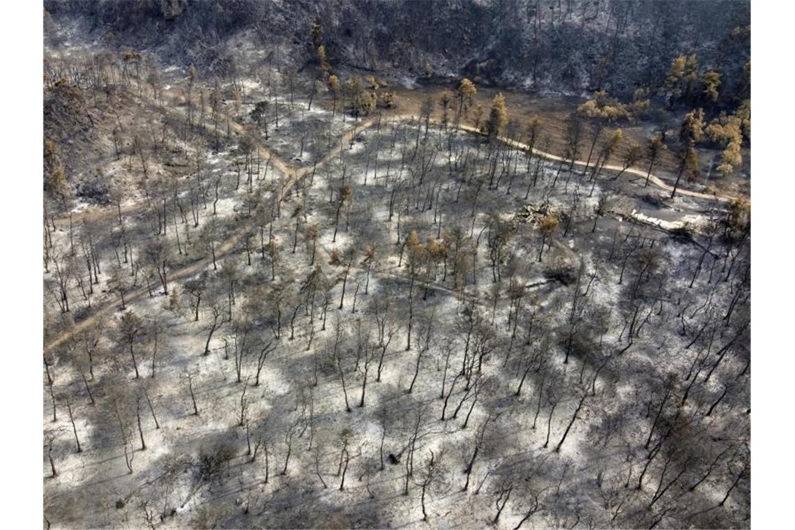 Leichte Besserung in Waldbrandgebieten Ein niedergebrannter Wald auf der Insel Euböa. Foto: Michael Varaklas/AP/dpa