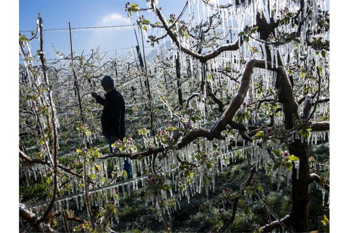 Ein Obstbauer betrachtet die aus Frostschutzgründen mit Wasser besprühten blühende Knospen und Blüten in einer Apfelplantage. Foto: Jean-Christophe Bott/KEYSTONE/dpa/Archivbild