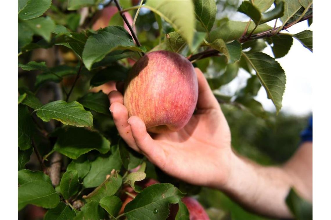 Ein Obstbauer pflückt einen Apfel. Foto: picture alliance / Felix Kästle/dpa/Symbolbild