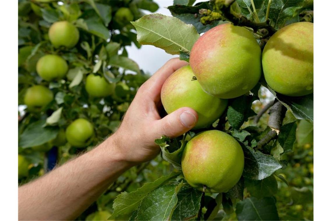 Ein Obstbauer zeigt Äpfel der Marke „Jonagold“ die von ihm angebaut worden sind. Foto: Axel Heimken/dpa/Archivbild