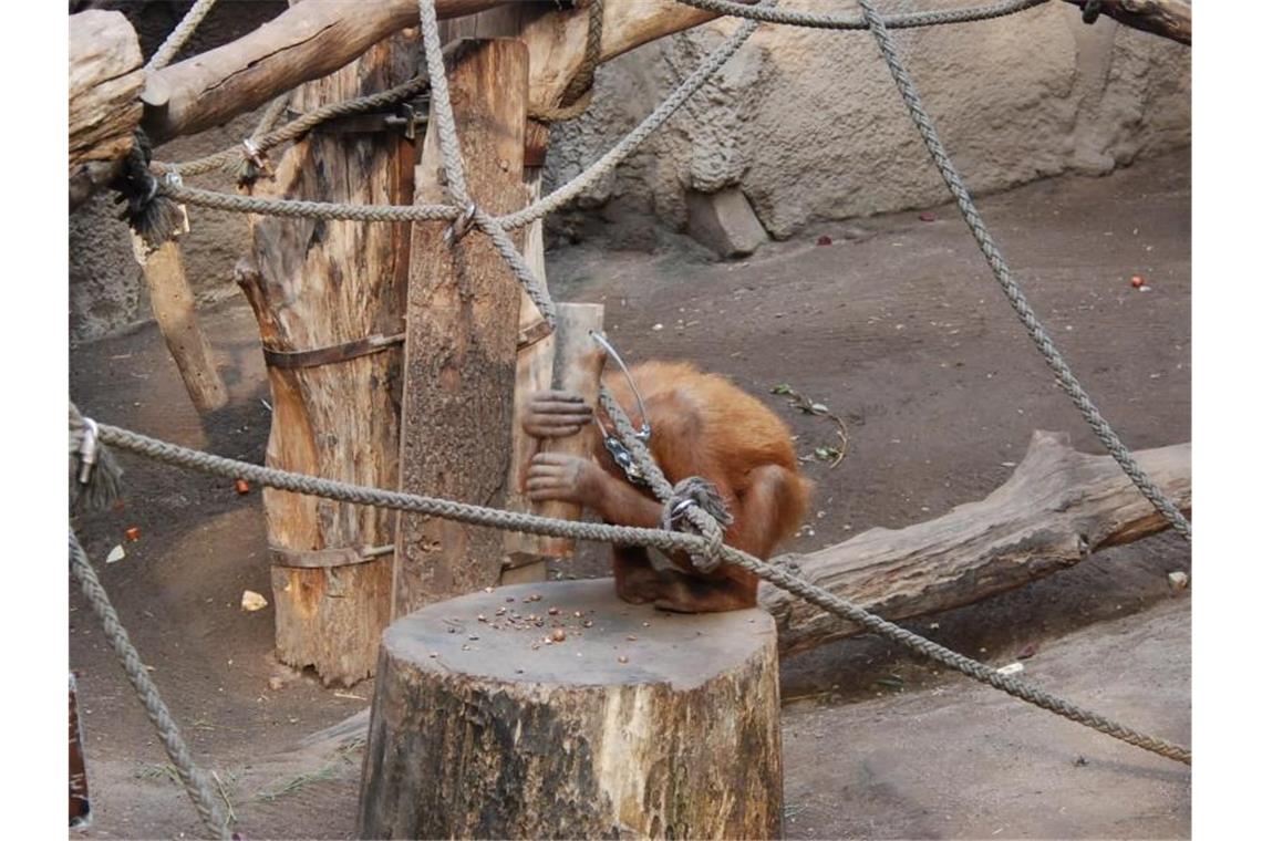 Zum Nussknacken nutzen Orang-Utans spontan einen Holzhammer