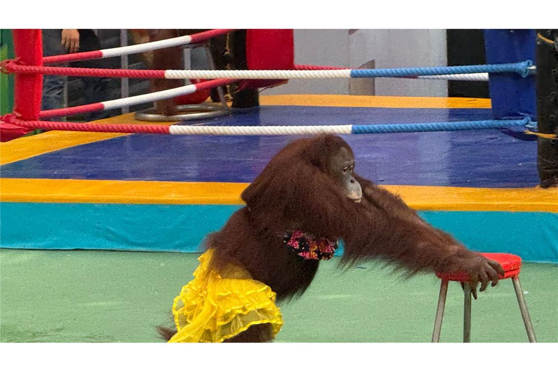 Ein Orang-Utan-Weibchen bei einer umstrittenen Bühnenshow.