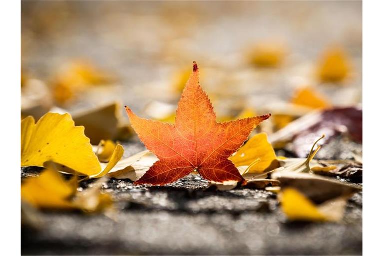 Ein orange gefärbtes Blatt auf einem Gehweg in Frankfurt. Am 1. September ist der meteorologische Herbstanfang. Foto: Frank Rumpenhorst