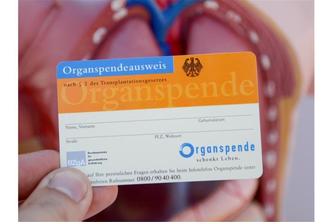 Ein Organspendeausweis, aufgenommen vor dem Modell eines menschlichen Torsos. Foto: Daniel Maurer/dpa/Archivbild