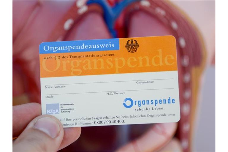 Ein Organspendeausweis, aufgenommen vor dem Modell eines menschlichen Torsos. Foto: Daniel Maurer/dpa/Archivbild
