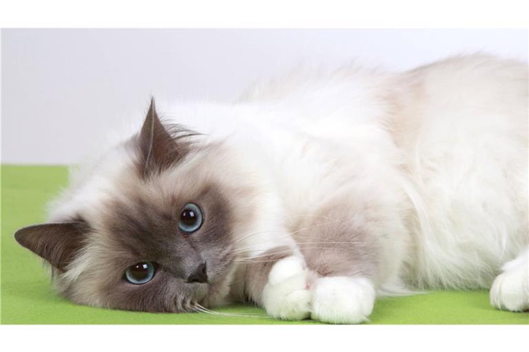 Ein Paar aus dem Allgäu hat bei seinem Umzug neben den eigenen Sachen auch einen Birma-Kater der Nachbarin mitgenommen (Symbolfoto).