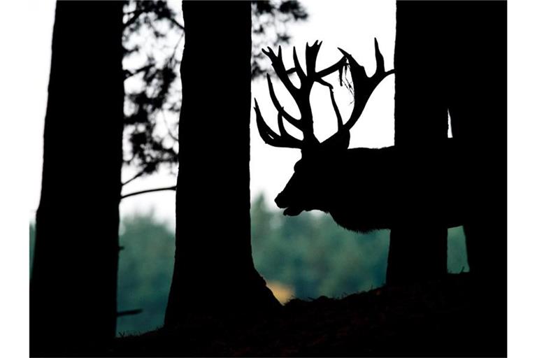 Ein paarungsbereiter Rothirsch geht durch sein Gehege im Wildpark Schorfheide. Foto: Patrick Pleul/zb/dpa/Archivbild