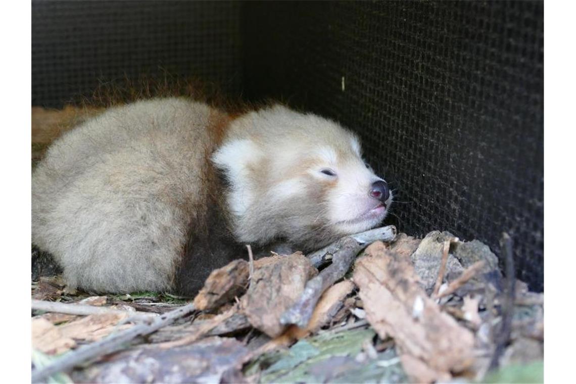 Ein Panda-Junges liegt in einem Nest mit Rinden-Mulch im Heidelberger Zoo. Foto: Petra Medan/Zoo Heidelberg/dpa