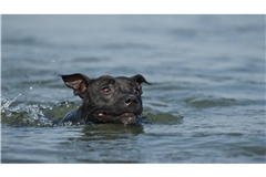 Ein panischer Hund wollte sich ans Ufer retten und drückte dabei seine Besitzerin unter Wasser. (Symolbild)