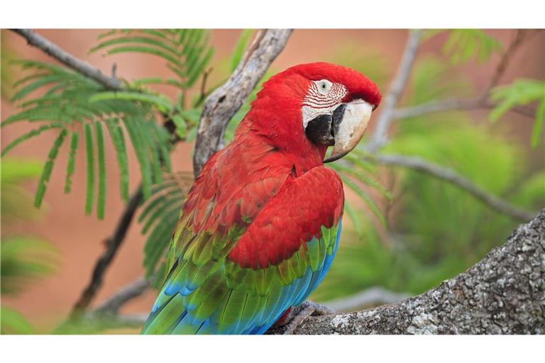 Ein Papagei sorgte für Aufsehen (Symbolbild).