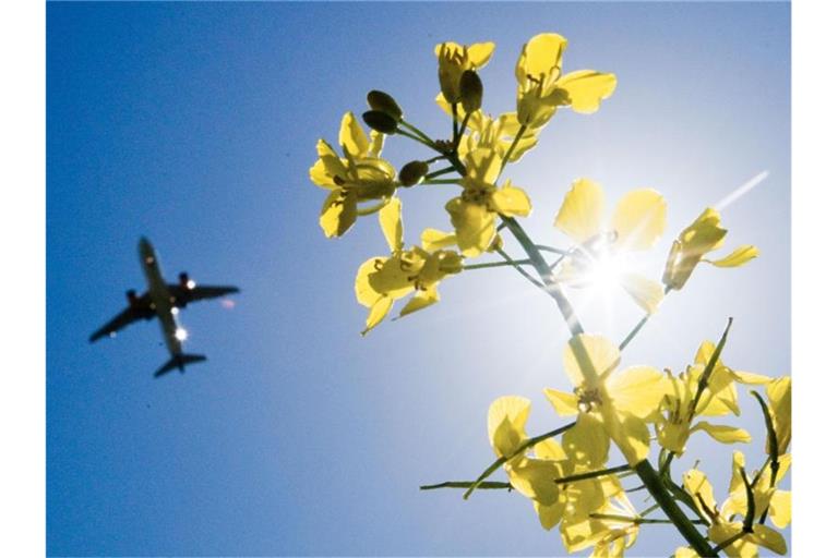 Ein Passagierflugzeug fliegt über ein Rapsfeld hinweg. Foto: Julian Stratenschulte