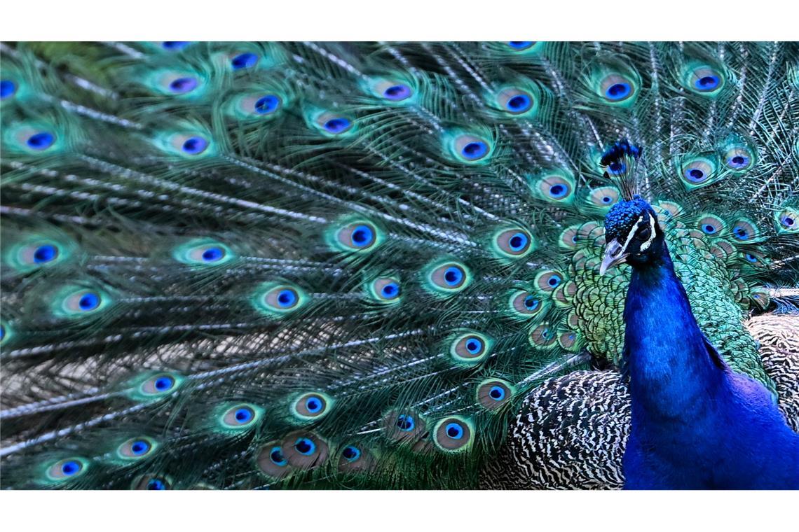 Bilder des Tages Ein Pfau steht auf der Berliner Pfaueninsel.
