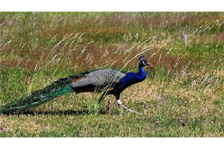 Ein Pfau wurde auf der Straße gesichtet.