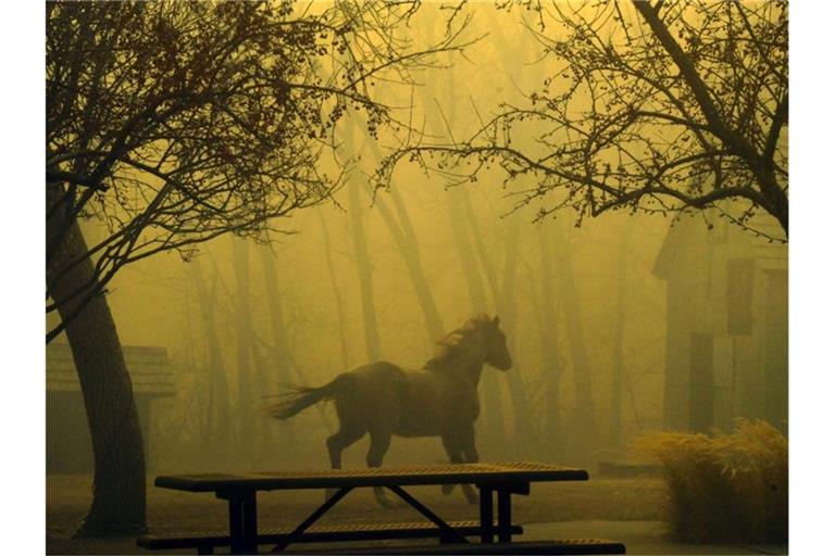Ein Pferd rennt durch den Grasso Park in Superior. Foto: Helen H. Richardson/The Denver Post/dpa