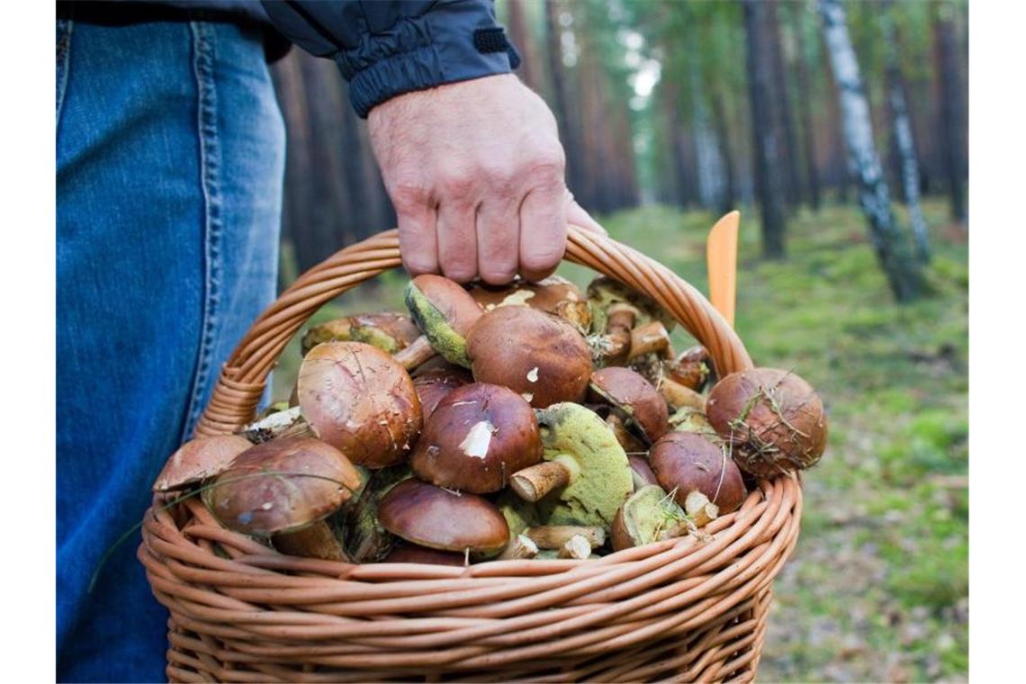 Zoll erwischt 51-Jährigen mit drei Kilogramm Waldpilzen Ein Pilzsammler trägt in einem Wald einen vollen Korb mit Maronen. Foto: Patrick Pleul/dpa-Zentralbild/dpa/Symbolbild