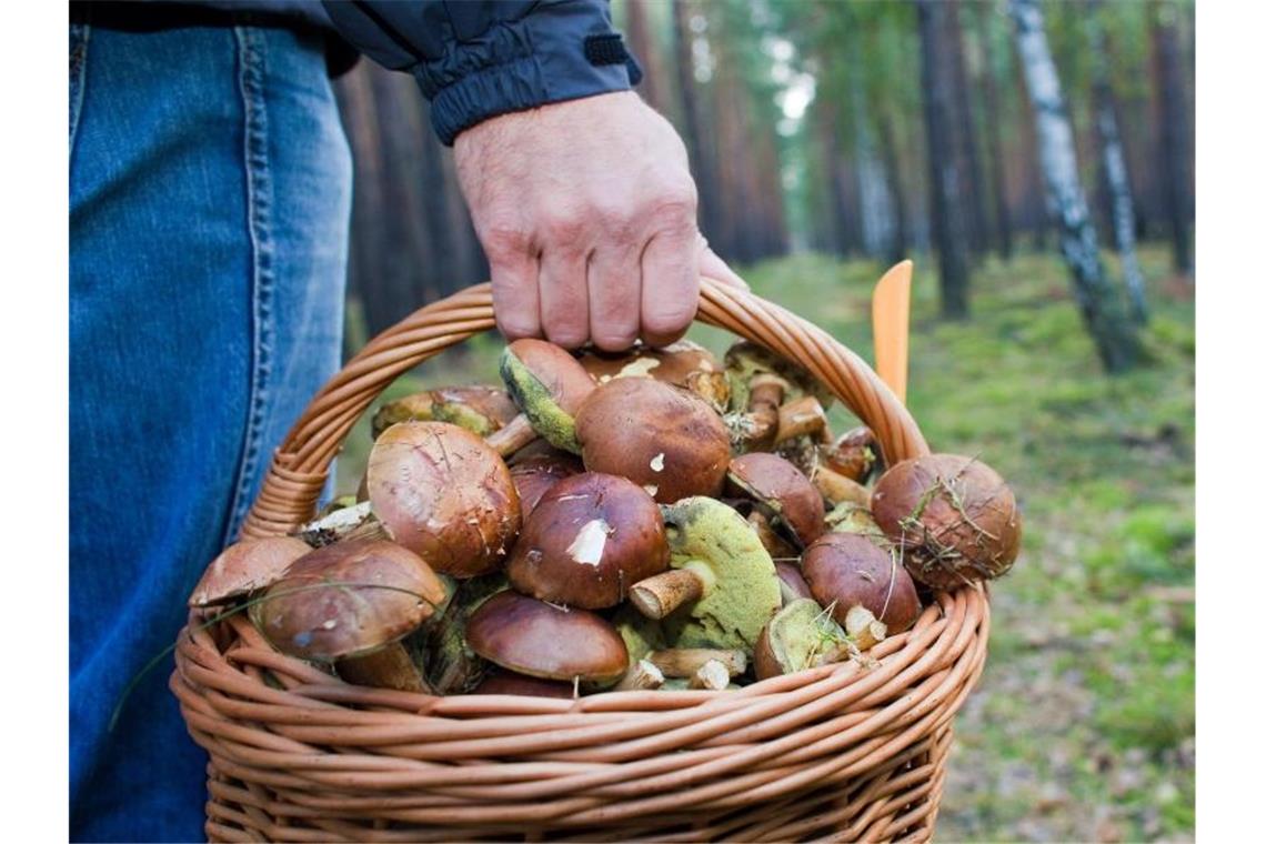 Ein Pilzsammler trägt in einem Wald einen vollen Korb mit Maronen. Foto: Patrick Pleul/dpa-Zentralbild/dpa/Symbolbild