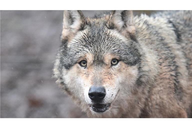 Ein Polizeiauto hat einen Wolf im Rhein-Neckar-Kreis überfahren (Symbolbild).