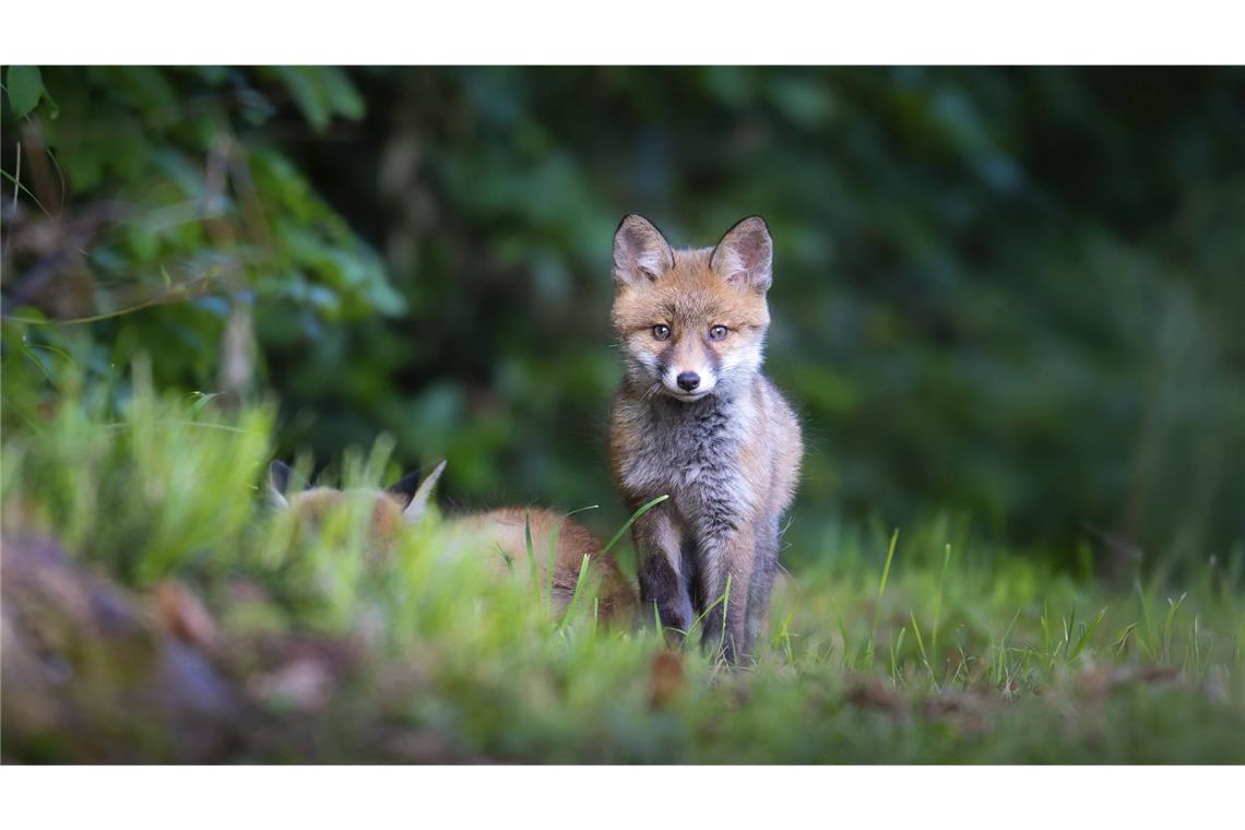 Ein Polizist hat in Freiburg einen hilfsbedürftigen Fuchs gerettet (Symbolbild).