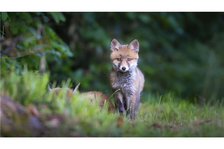 Ein Polizist hat in Freiburg einen hilfsbedürftigen Fuchs gerettet (Symbolbild).
