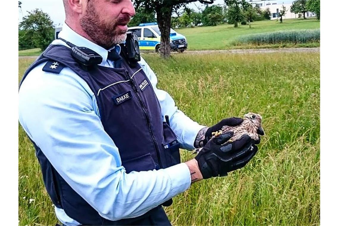 Polizisten retten jungen Turmfalken Ein Polizist trägt einen jungen Turmfalken in den Händen. Foto: -/Polizei Ludwigsburg/dpa