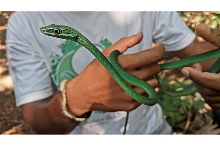 Ein Principe-Smaragdnatter