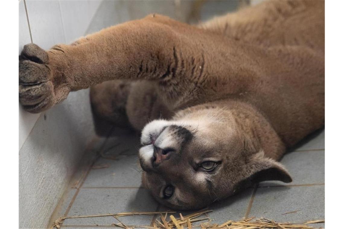 Puma im Kleinwagen - Schmuggel von Tieren durch Deutschland Ein Puma liegt im Exotenhaus der Auffangstation für Reptilien München e.V. in einem Gehege. Den ausgewachsenen Puma hat die Polizei bei der Kontrolle eines Autos in der Oberpfalz entdeckt. Foto: Sven Hoppe/dpa