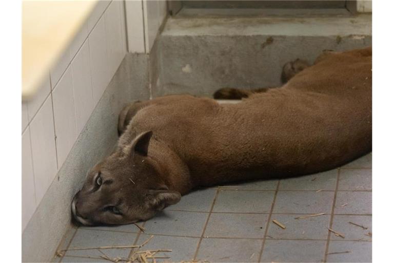 Ein Puma liegt im Exotenhaus der Auffangstation für Reptilien München e.V. in einem Gehege. Foto: Sven Hoppe/dpa/Archivbild