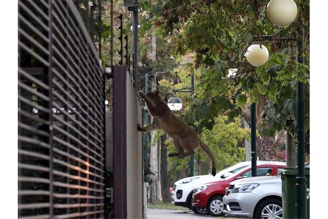 Ein Puma springt an einer Straße in Santiago de Chile über eine Mauer. Foto: Francisco Castillo/Agencia Uno/dpa