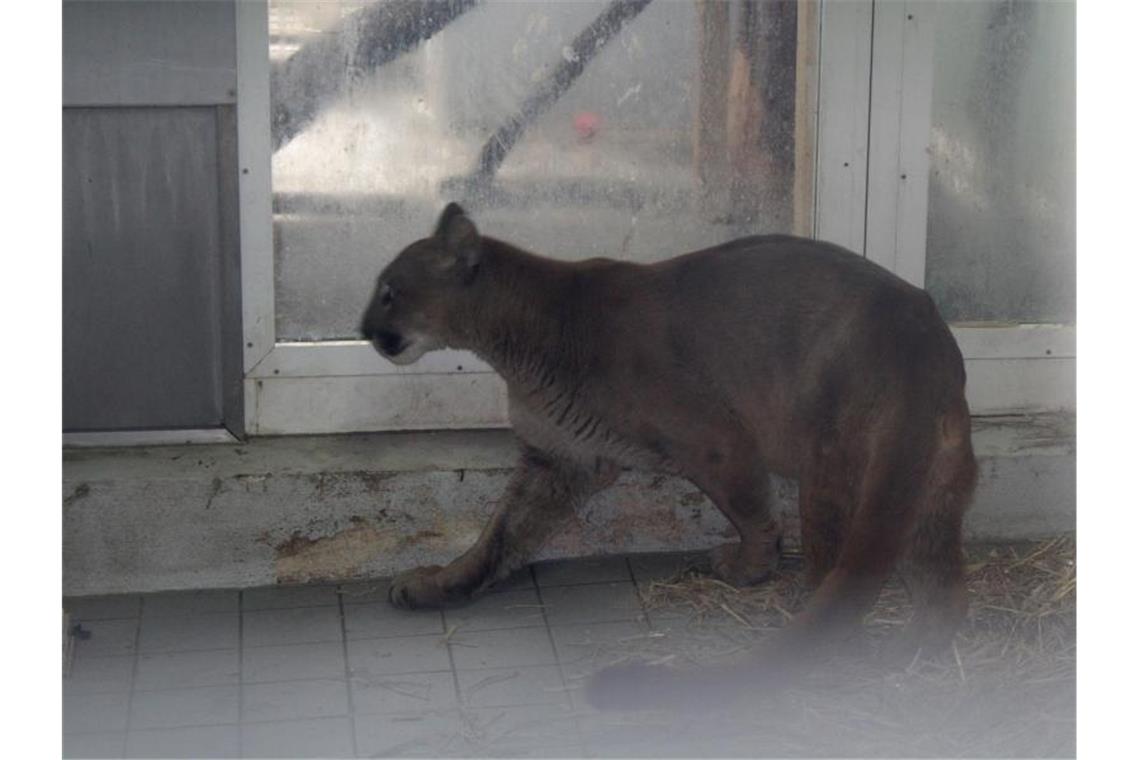 Puma im Kleinwagen - Schmuggel von Tieren durch Deutschland Ein Puma wurde in Neunburg vorm Wald von der Polizei in einem Auto entdeckt und sichergestellt. Foto: Polizei/Polizeiinspektion Neunburg v.Wald/dpa