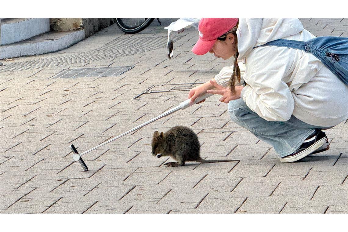 Australiens Selfie-Stars: Zu Gast bei den lächelnden Quokkas Ein Quokka-Selfie ist heiß begehrt, aber Touristen sollten dabei den nötigen Abstand halten.
