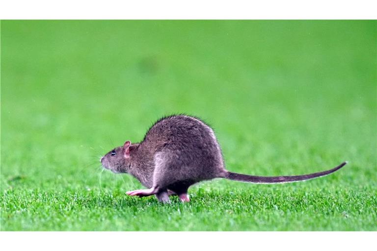 Ein Rattengiftverbot kommt pünktlich zum Beginn der Fortpflanzungsperiode der Nager.