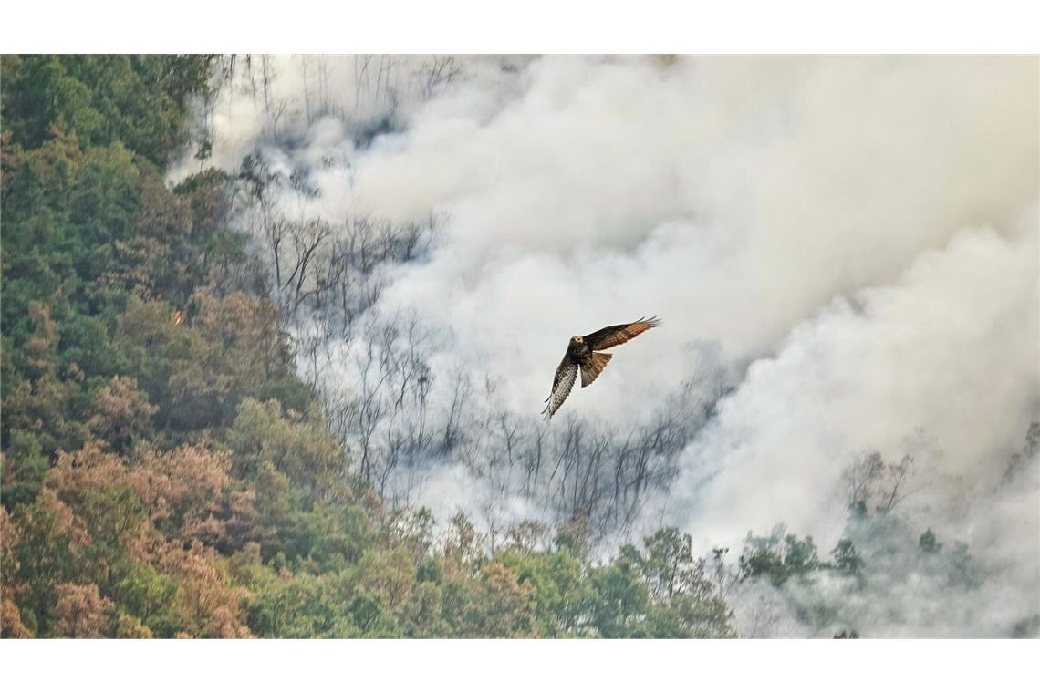 Ein Raubvogel flieht vor den Flammen während eines Waldbrandes in Anllarinos Del Sil, Asturien.