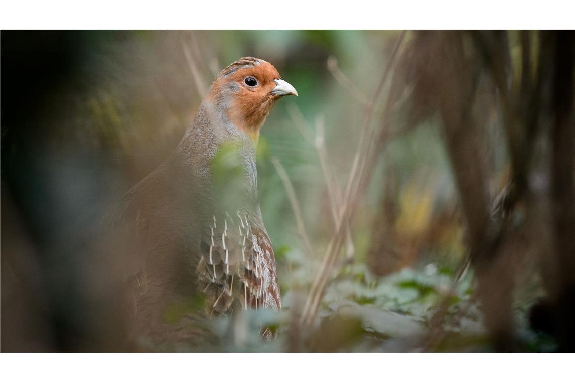 Ein Rebhuhn im Gehege des Zoologischen Gartens Wilhelma
